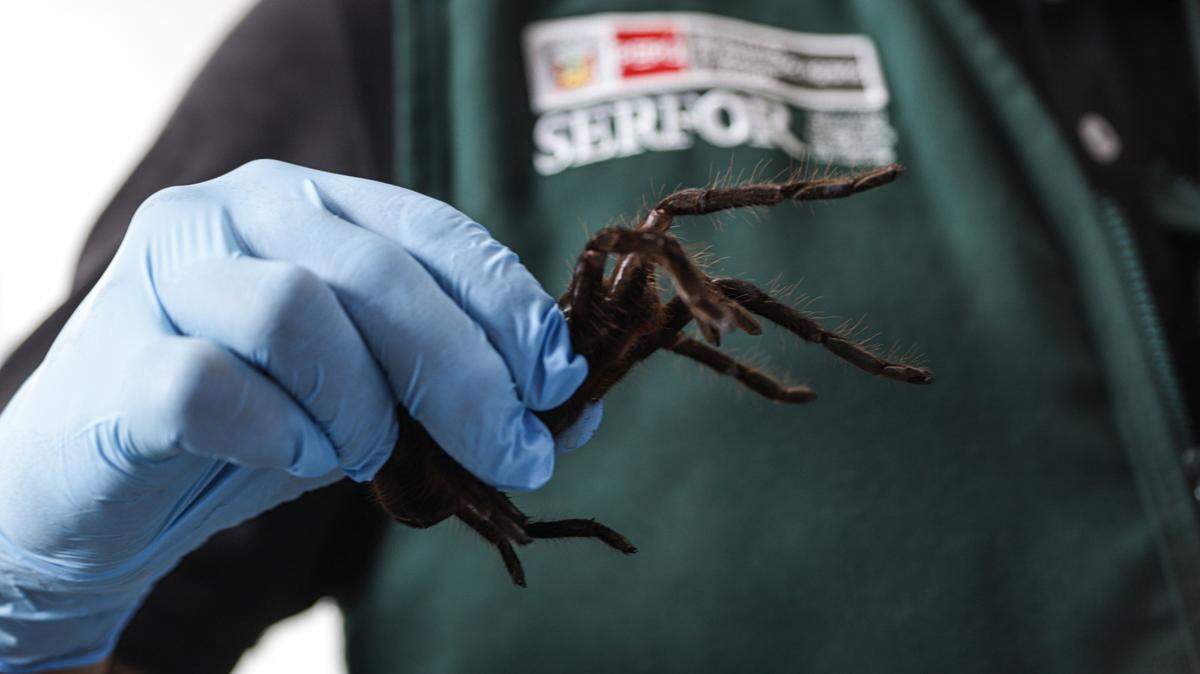 A tourist was arrested at an airport in Lima after trying to smuggle hundreds of tarantulas, centipedes and ants out of Peru, officials said.