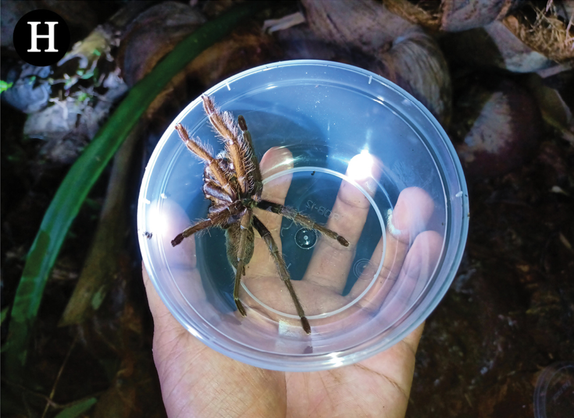 The new tarantula species was found in burrows above the ground in rock crevices and coconut husks.