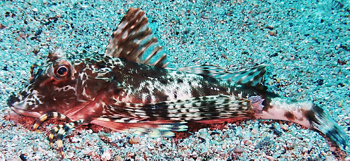 A Prionotus pictus, or painted sea robin, showing the black and white color variation.