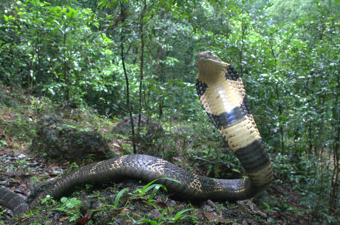 An Ophiophagus kaalinga, or Western Ghats king cobra.