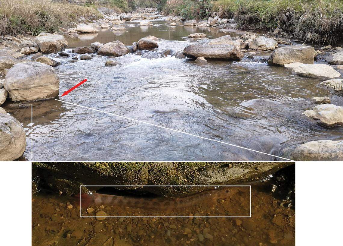 A Homatula gelao, or Gelao loach fish, seen in its natural habitat.