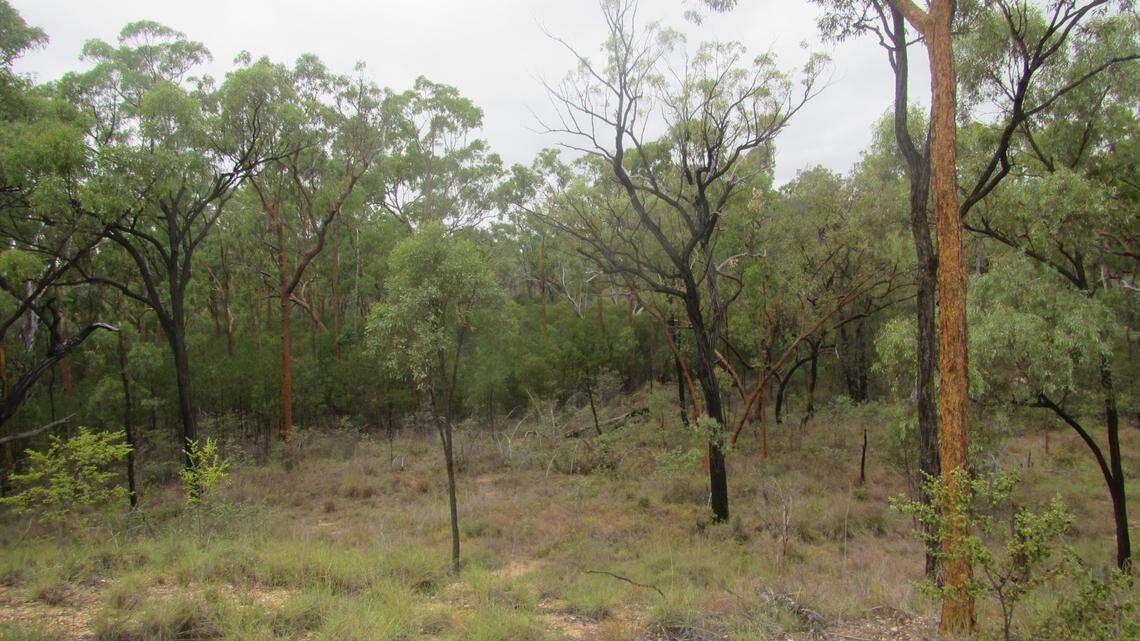 Scientists in Queensland found a “cryptic” animal laying eggs in the bark of trees and discovered a new species, a study said.