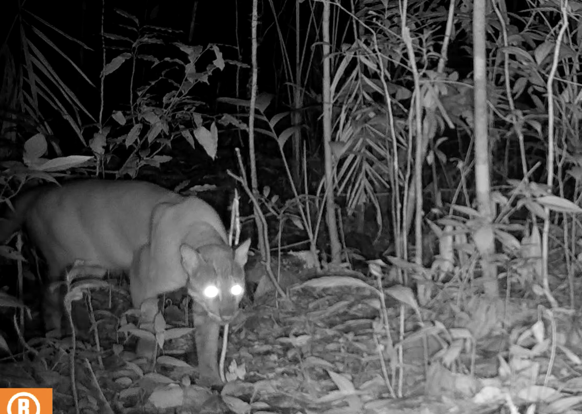 An Asian golden cat seen in the Cardamom Mountains.