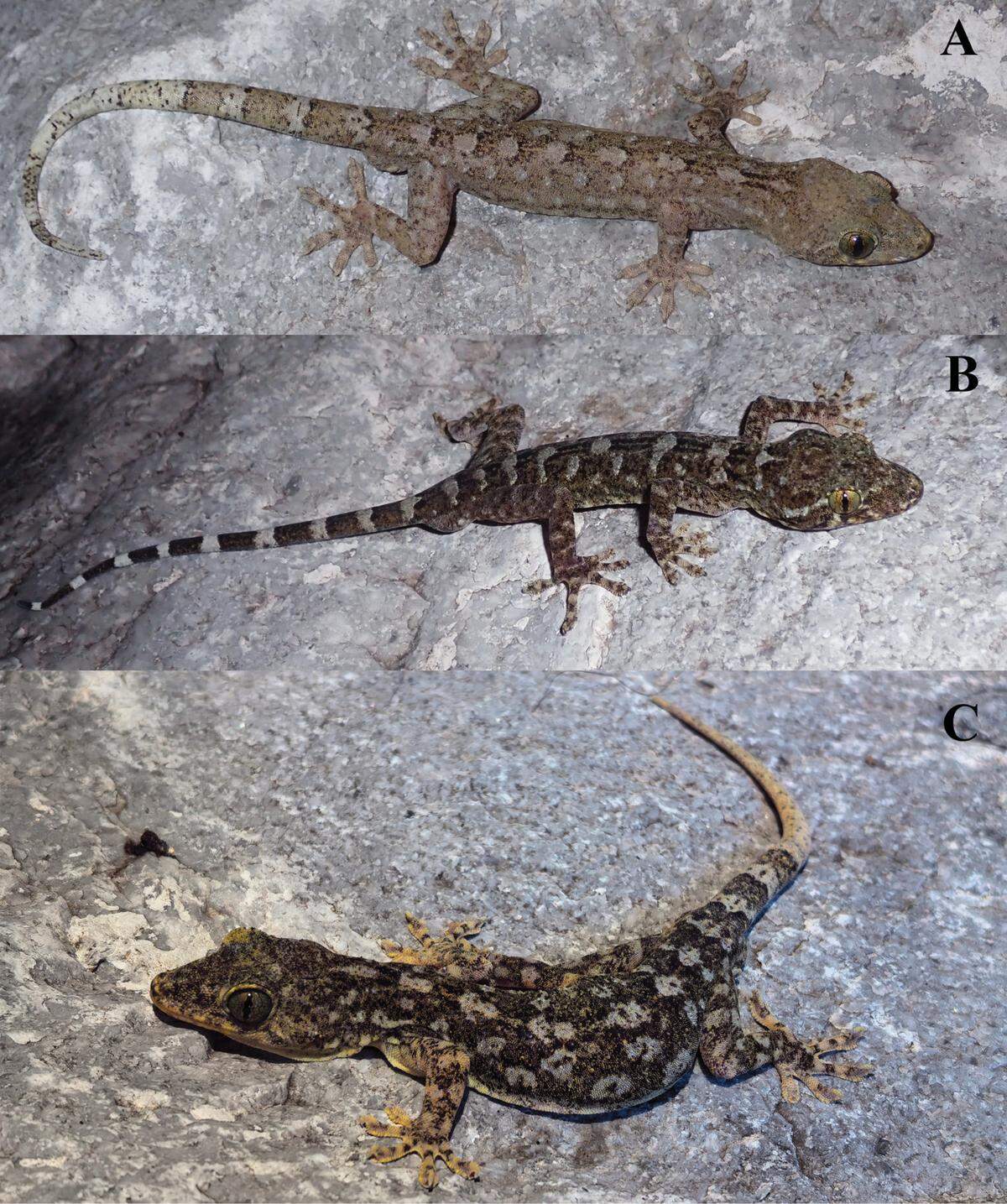 All six specimens were collected at night from the walls of buildings in the region, researchers said.