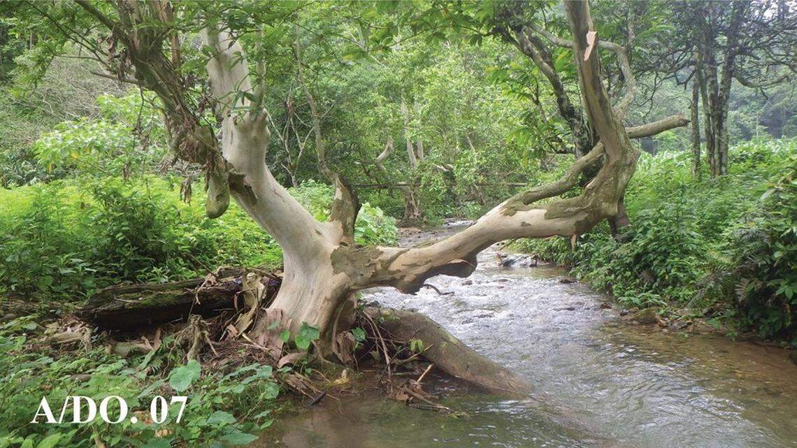 Scientists found a creature with “fleshy” lips and “large” nostrils in rivers of Vietnam and discovered a new species, a study said.