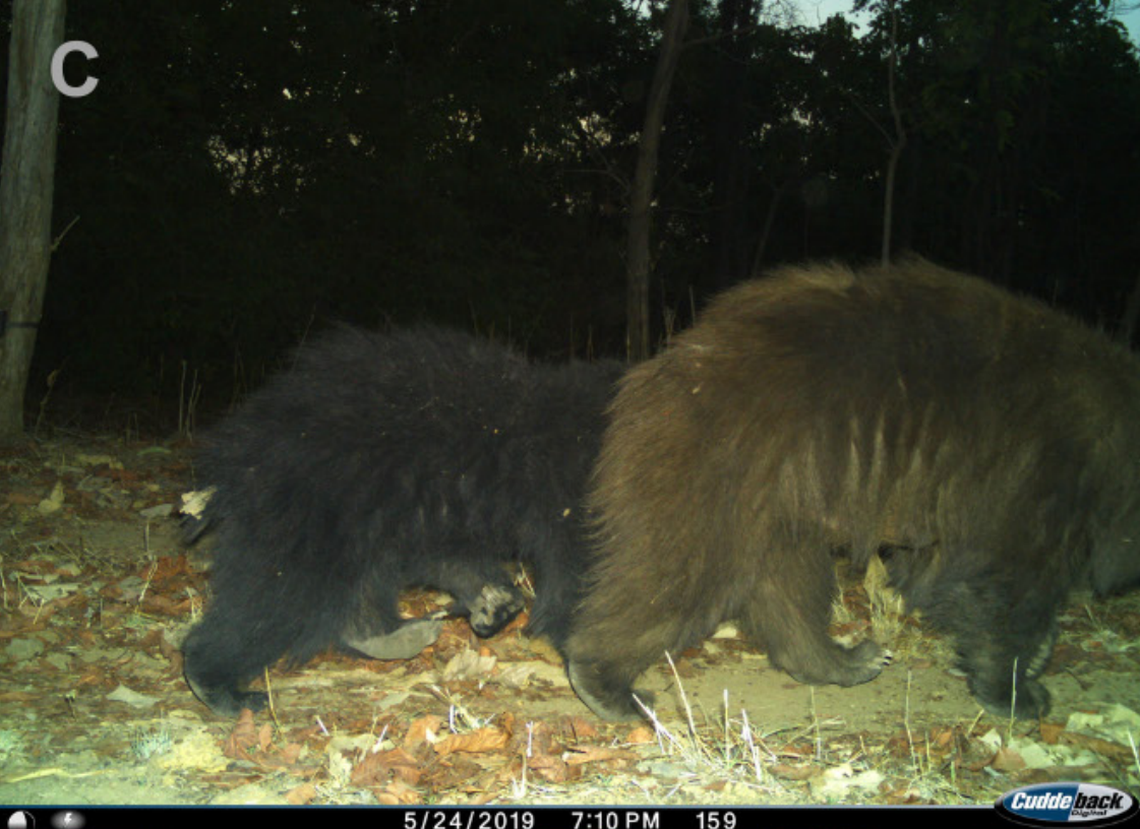 A leucistic sloth bear (right) and normal-colored cub (left) seen in 2019.