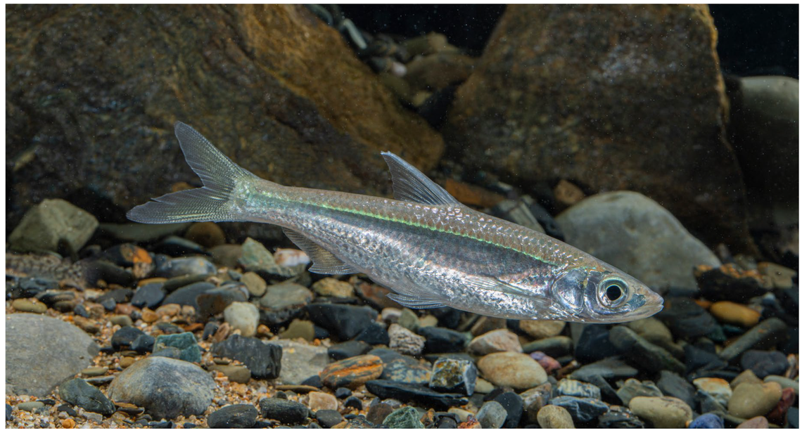 A Hainania minzhengi, or Minzheng Li’s sharpbelly fish.