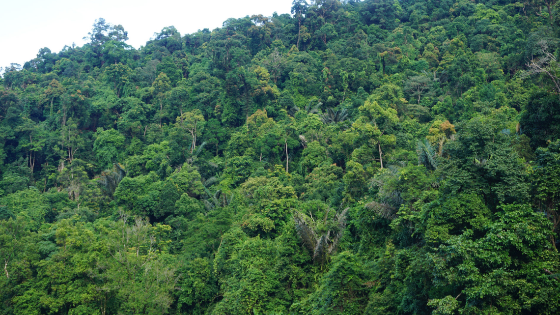 Scientists found a “long”-limbed creature with “dagger-like spines” sleeping in a forest and discovered a new species, a study said.