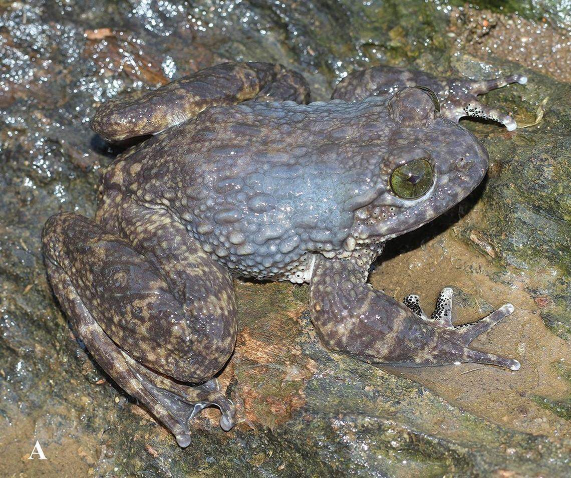 An Quasipaa ohlerae, or Ohler’s spiny frog.