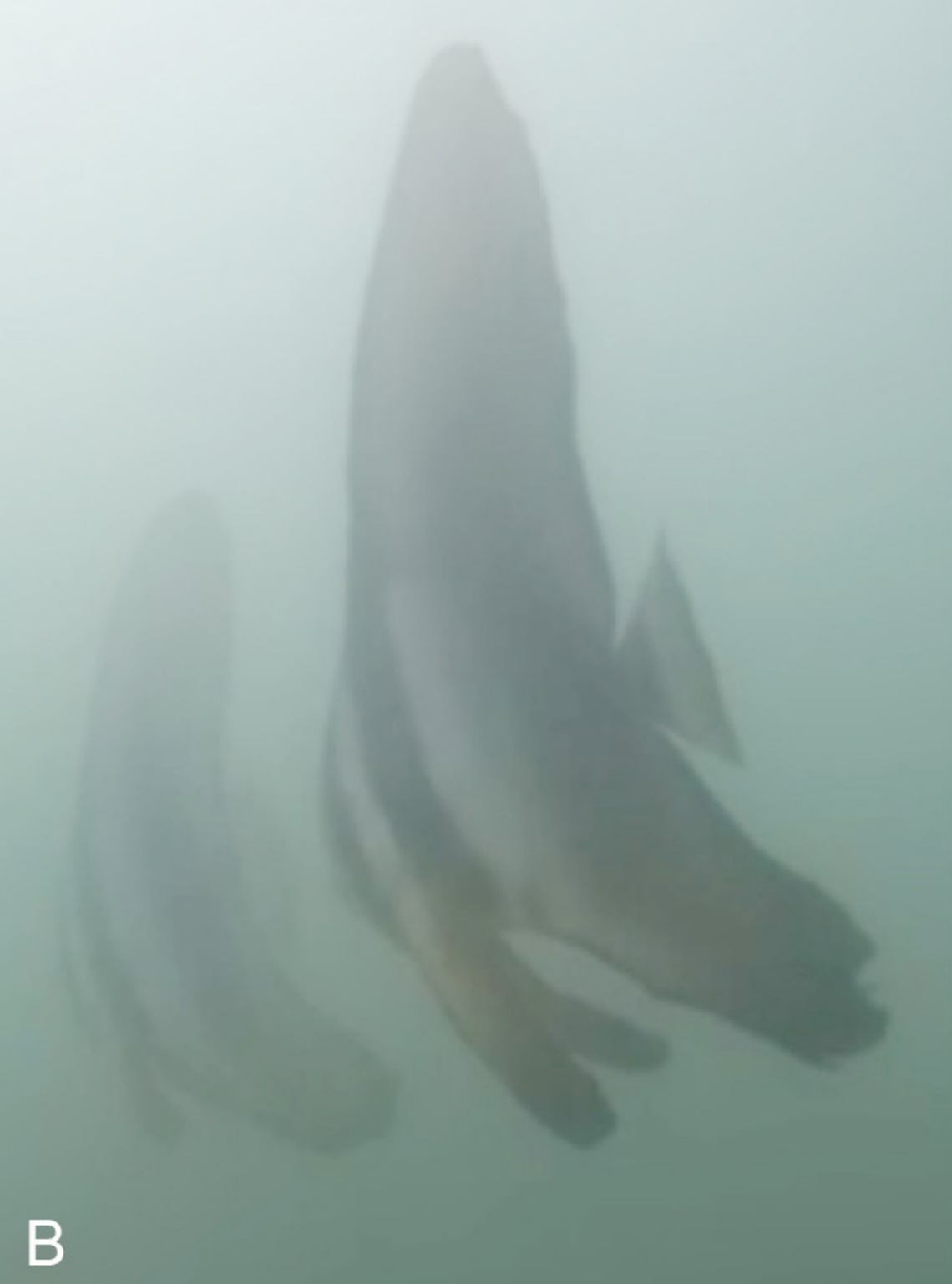 A longfin batfish, or Platax teira, seen near La Cruz de Huanacaxtle, Mexico.