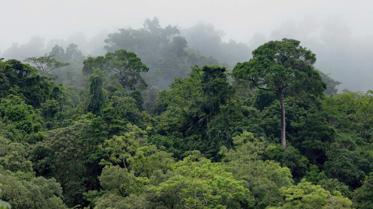 Australia’s tropical rainforests have switched from being a net carbon sink to a net carbon source, releasing more carbon dioxide than they absorb, according to a study.
