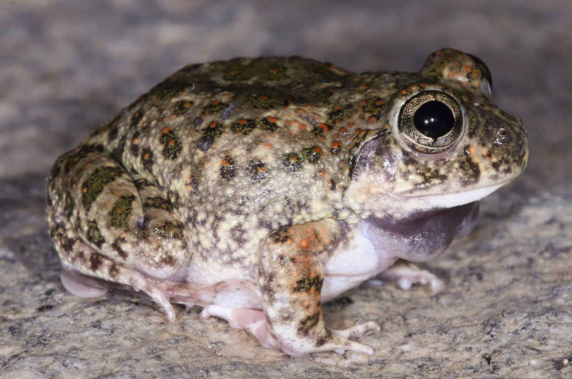 A Sphaerotheca varshaabhu, or Varshaa burrowing frog.