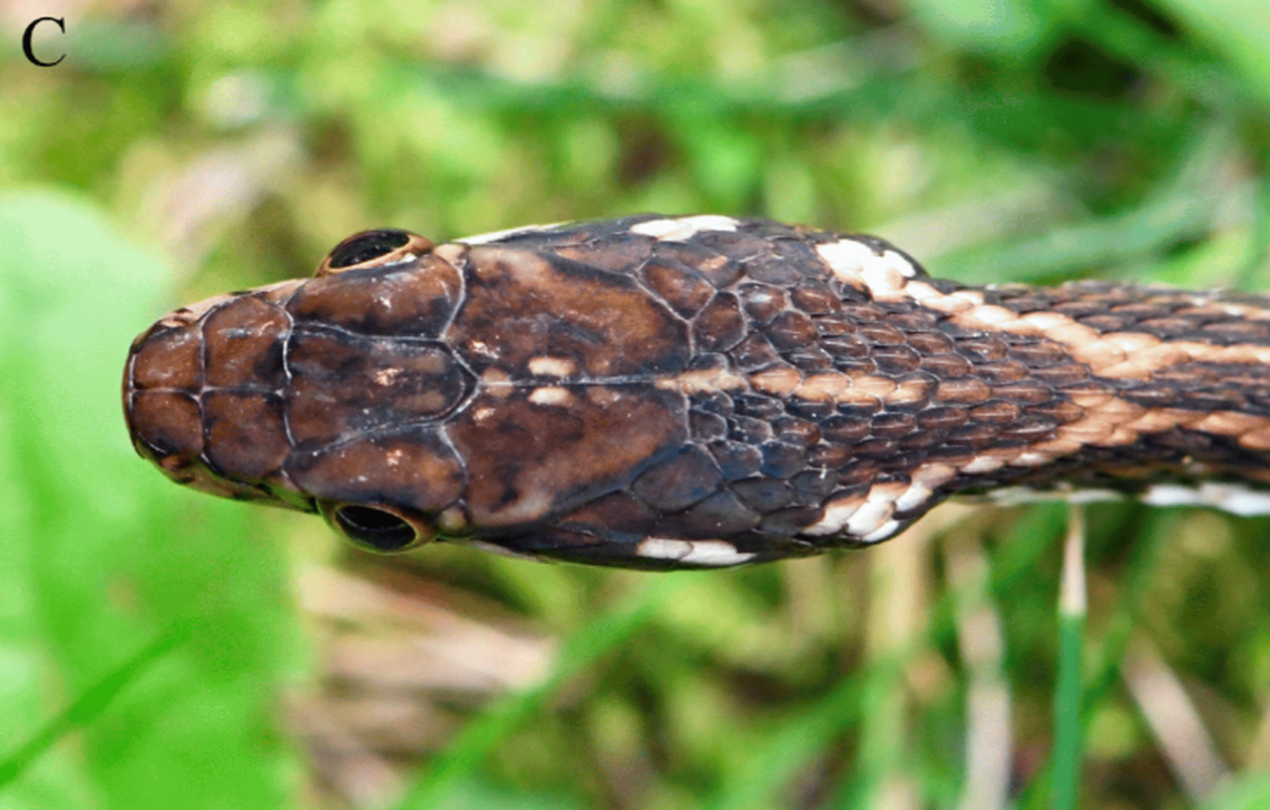The head of a Herpetoreas abros, or cute Himalayas keelback, as seen from above.