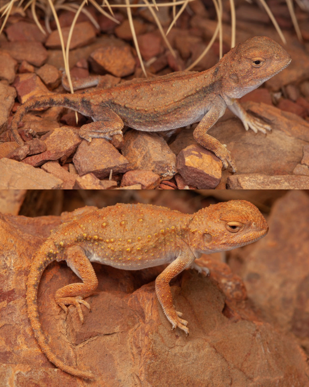 The hidden dragon utilizes a defense called pebble mimicry, allowing it to blend into its rocky environment, researchers said.