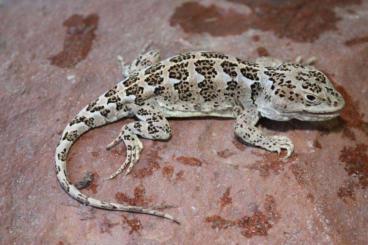 A Diplolaemus vulcanus, or Vulcan lizard.