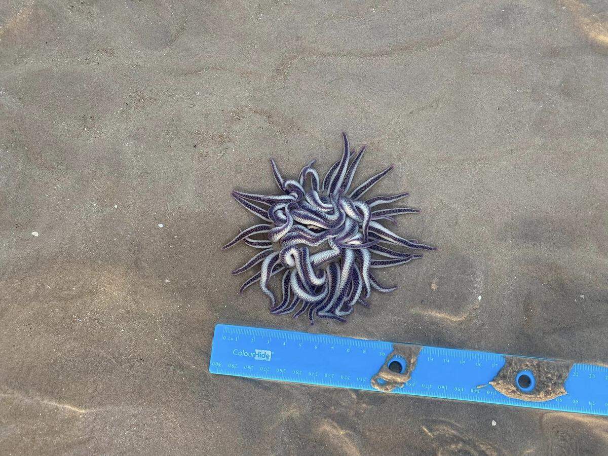 The Dofleinia armata, or armed anemone, spotted in Broome.