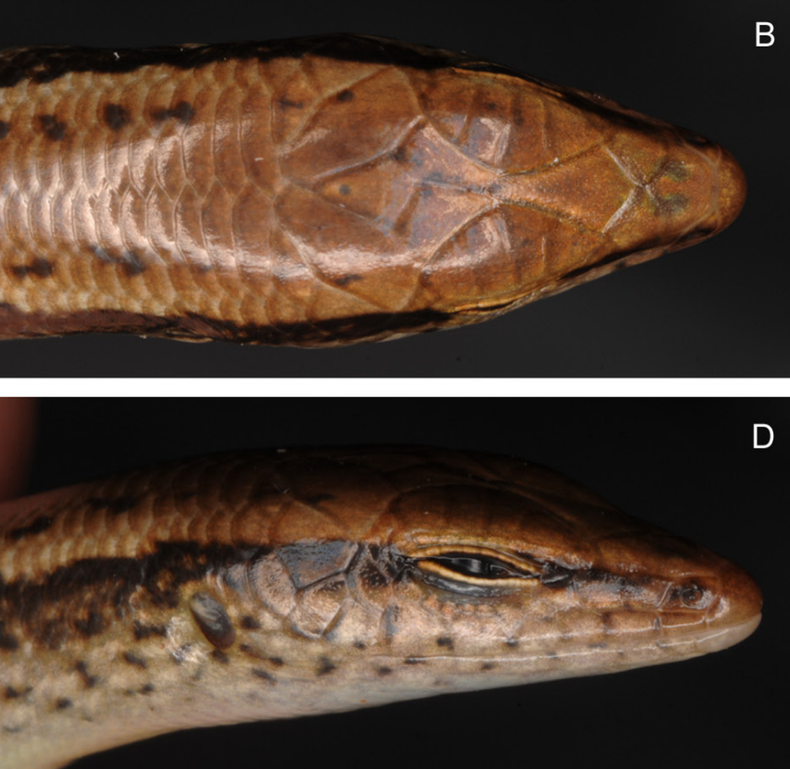 A close-up view of a Scincella honbaensis, or Hon Ba ground skink.