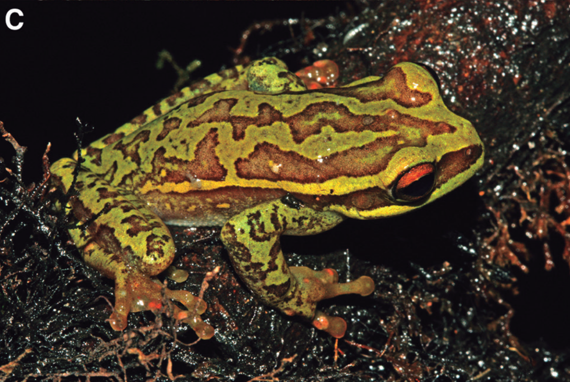 A Boana quiriri, or Quiriri gladiator frog, with parasites (seen as bright orange spots) on its limbs.