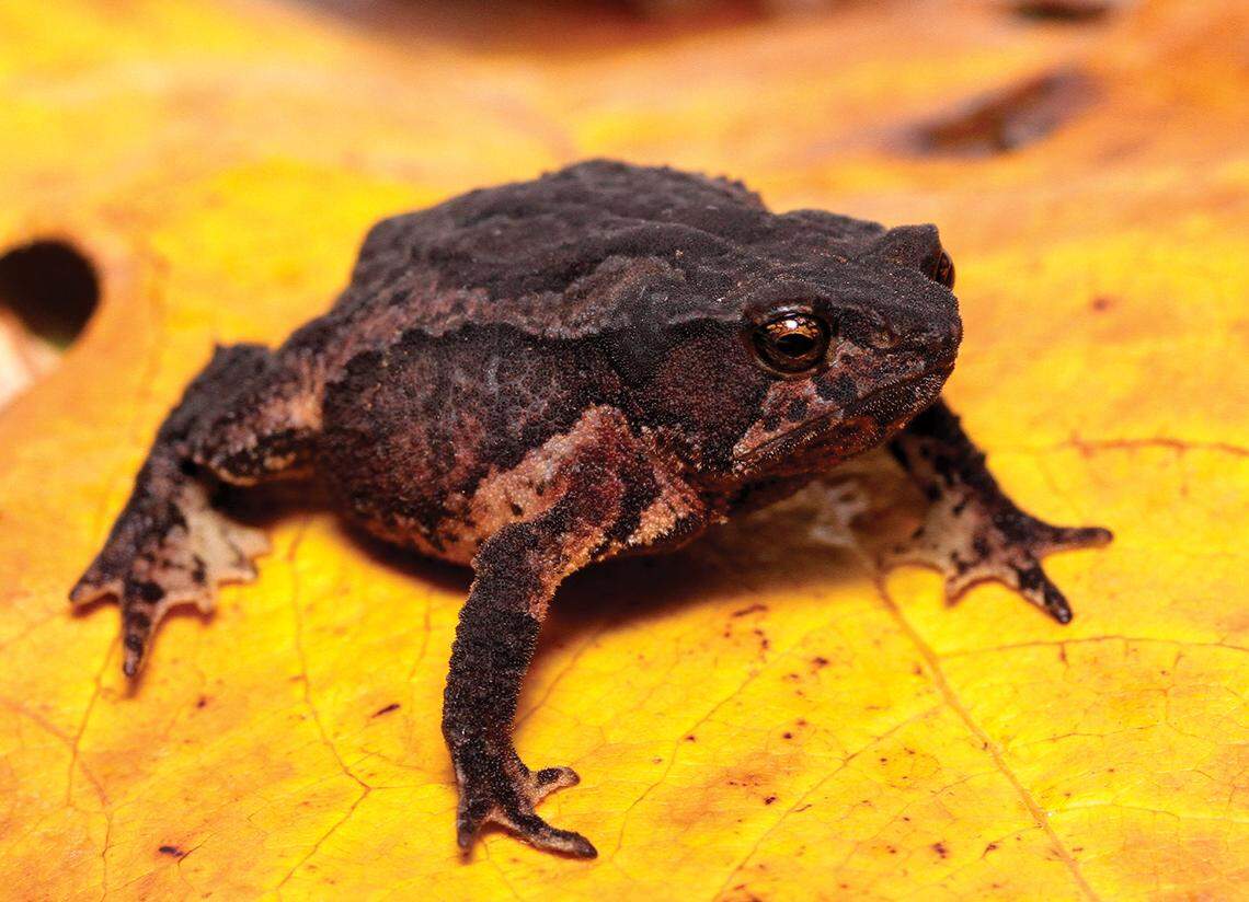 A Rhinella kumanday, or kumanday beaked toad, perched on a leaf.