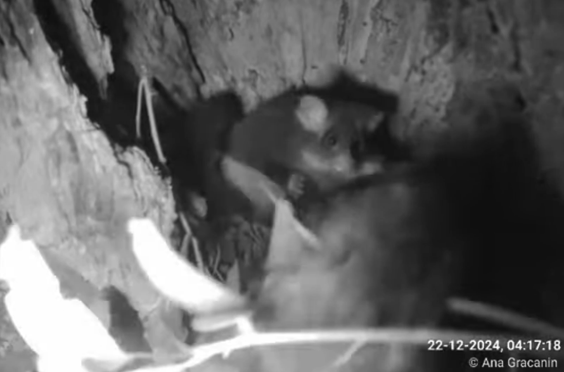 The greater glider dad, Milo, is seen using his tail (lower-right) to carry leaves to its joey, Brimi (upper-center).