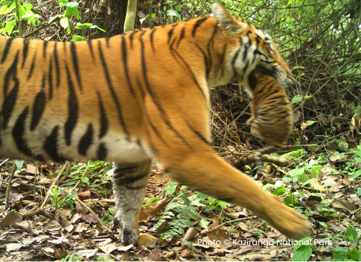 Staff at Kaziranga National Park and Tiger Reserve found two tiger cubs unattended in a bush. 