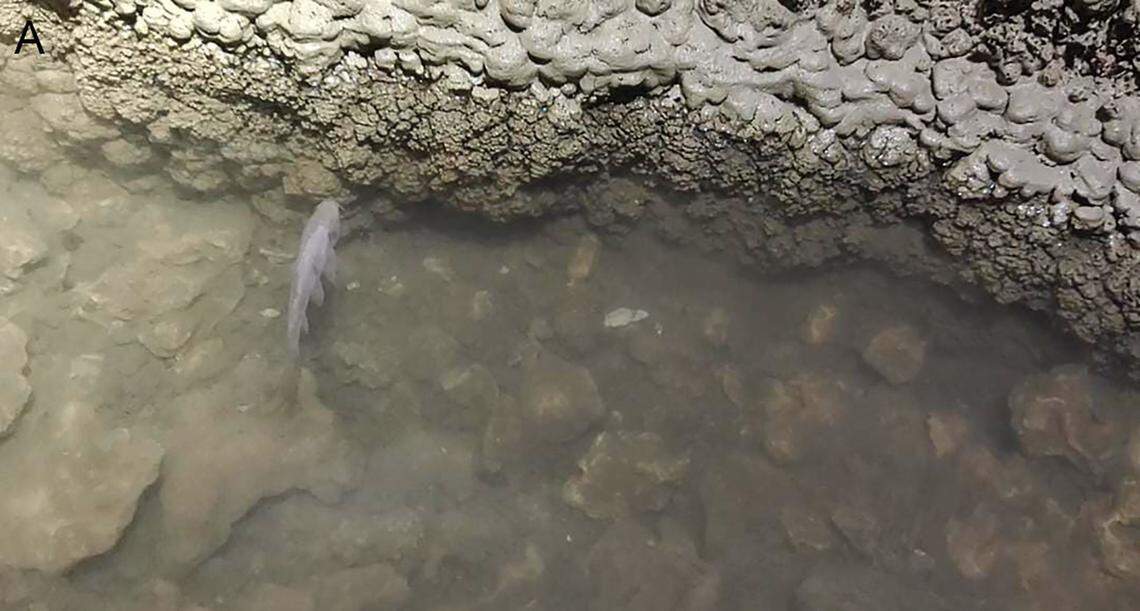 A Barbodes klapanunggalensis, or Klapanunggal blind cave barb, seen in its natural habitat.