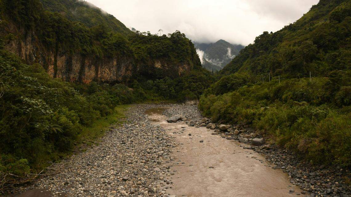 Scientists found a 1-foot-long yellow-bellied predator in the Andes mountains of Ecuador and discovered a new species, a study said.