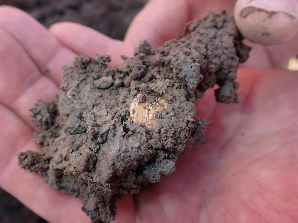 Some of the coins found in Bunnik before being cleaned.
