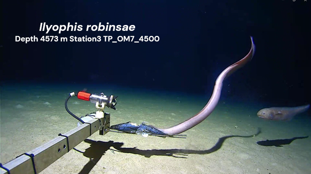 A cutthroat eel, or Ilyophis robinsae, swimming backward away from the bait.