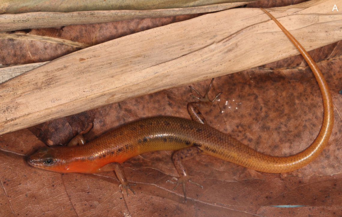 A Scincella auranticaudata, or orange-tailed ground skink.