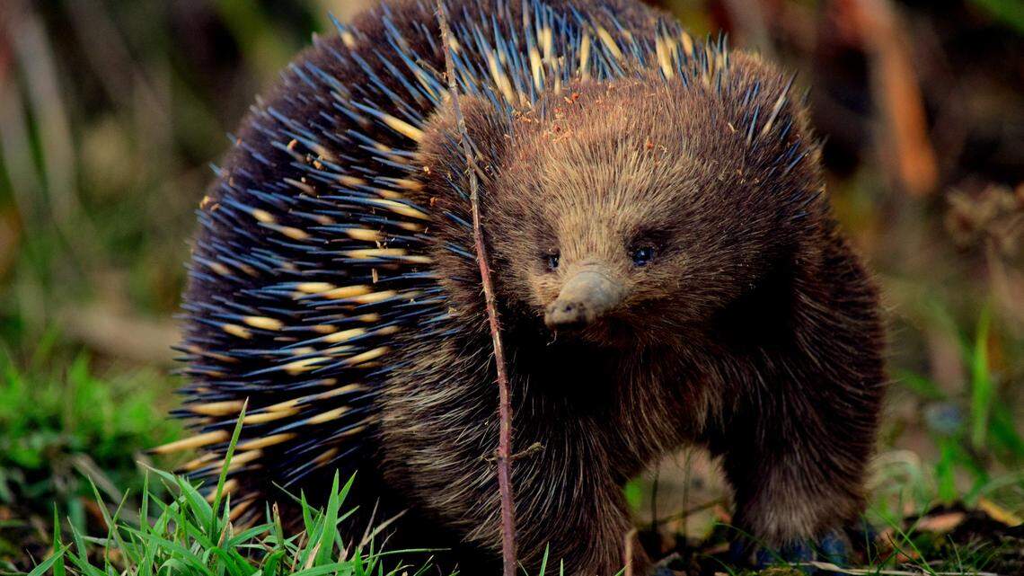 Scientists in Australia recorded the first ever audio of echidna vocalizations, a sound which may be linked to reproduction, a study said.