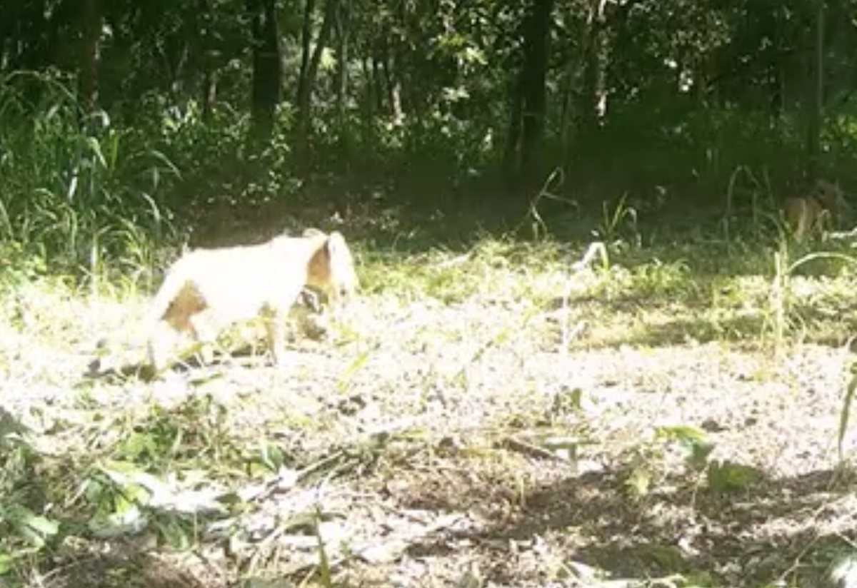The third lion cub seen at Bamingui-Bangoran National Park in July.