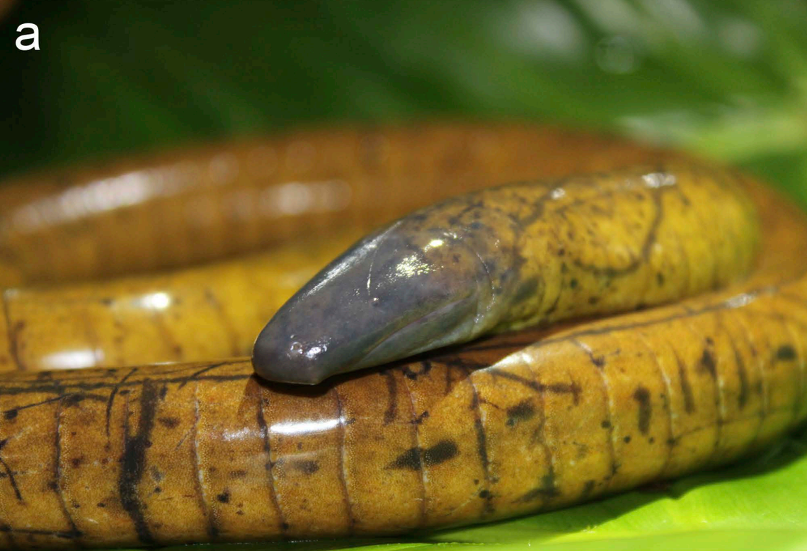 A Caecilia tesoro, or Tesoro’s caecilian.