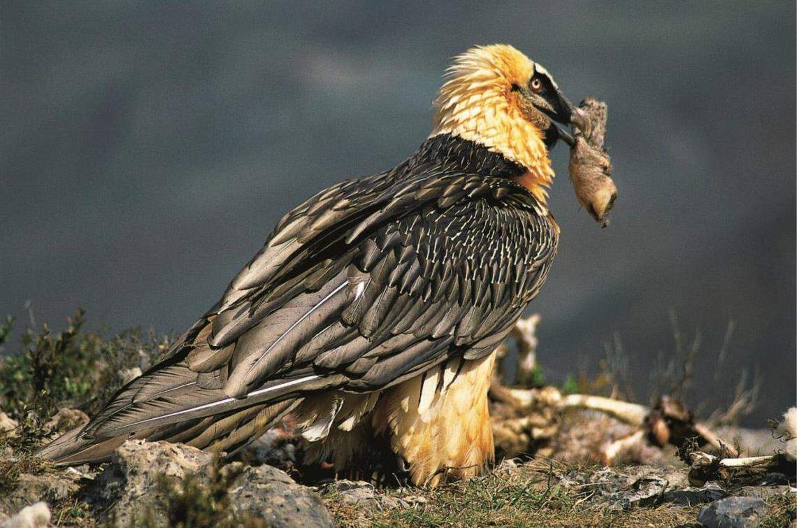 A bearded vulture with the remains of a sheep.