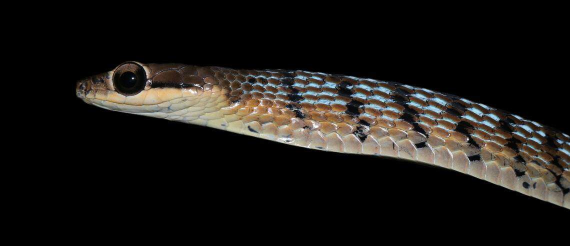 A Dendrelaphis thasuni, or Thasun’s bronzeback, showing its inflated defense mechanism.