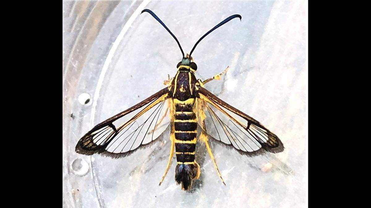 Scientists in the United Kingdom discovered a new species of clearwing moth after a photographer unknowingly carried it home from Guyana.