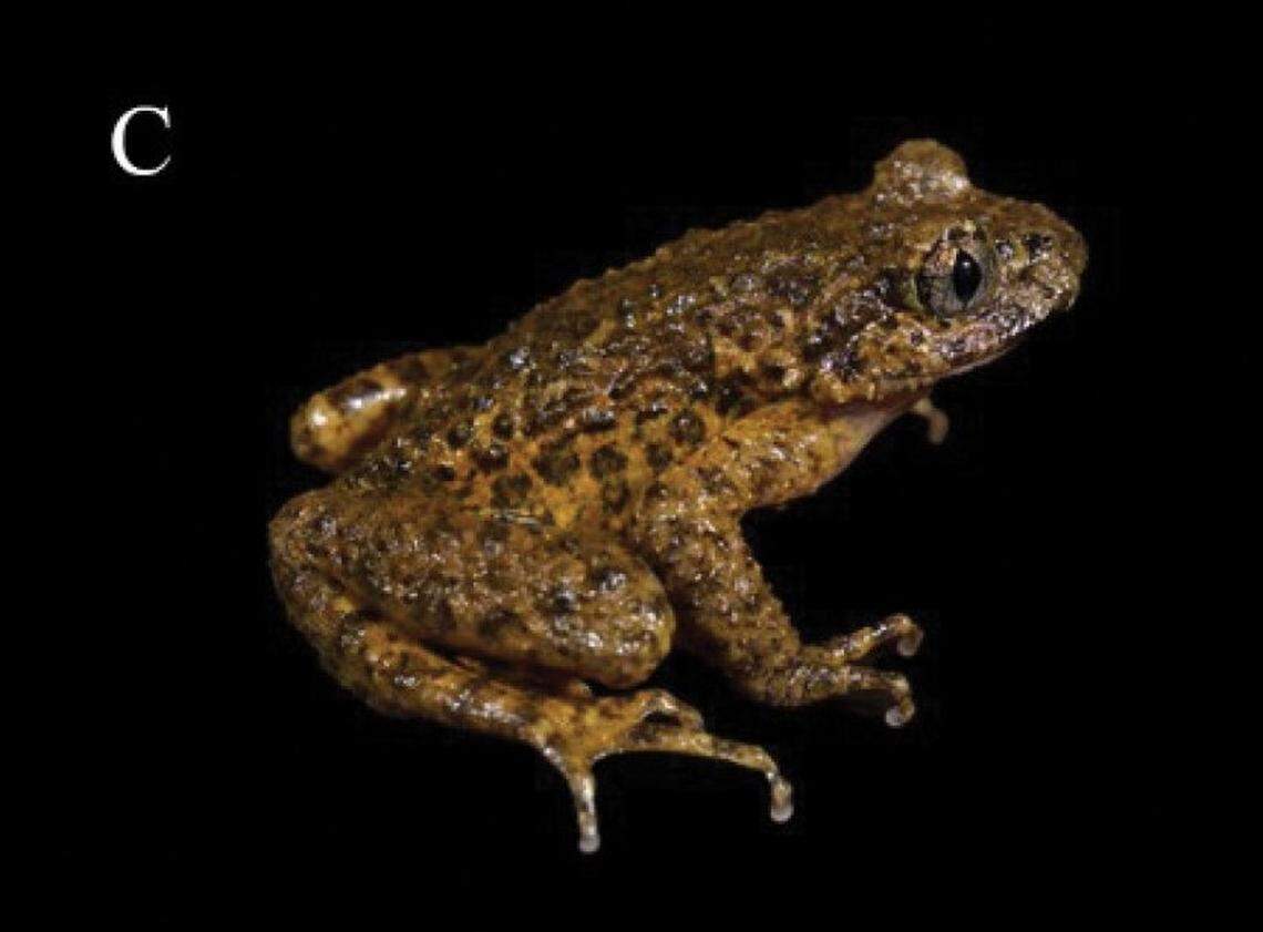 An Oreolalax yanyuanensis, or Yanyuan toothed toad.