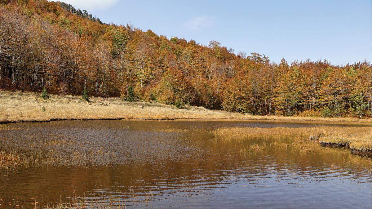 Scientists on hike in Greece found several alpine newts scavenging on a dead rodent, a first-of-its-kind behavior for the amphibian, a study said.