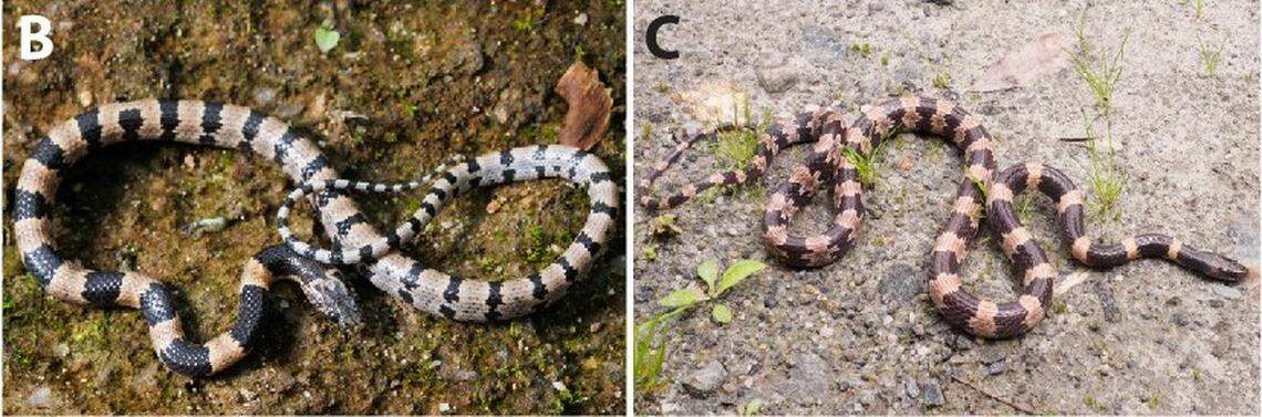 Several Lycodon latifasciatus, or East Himalayan banded wolf snakes.