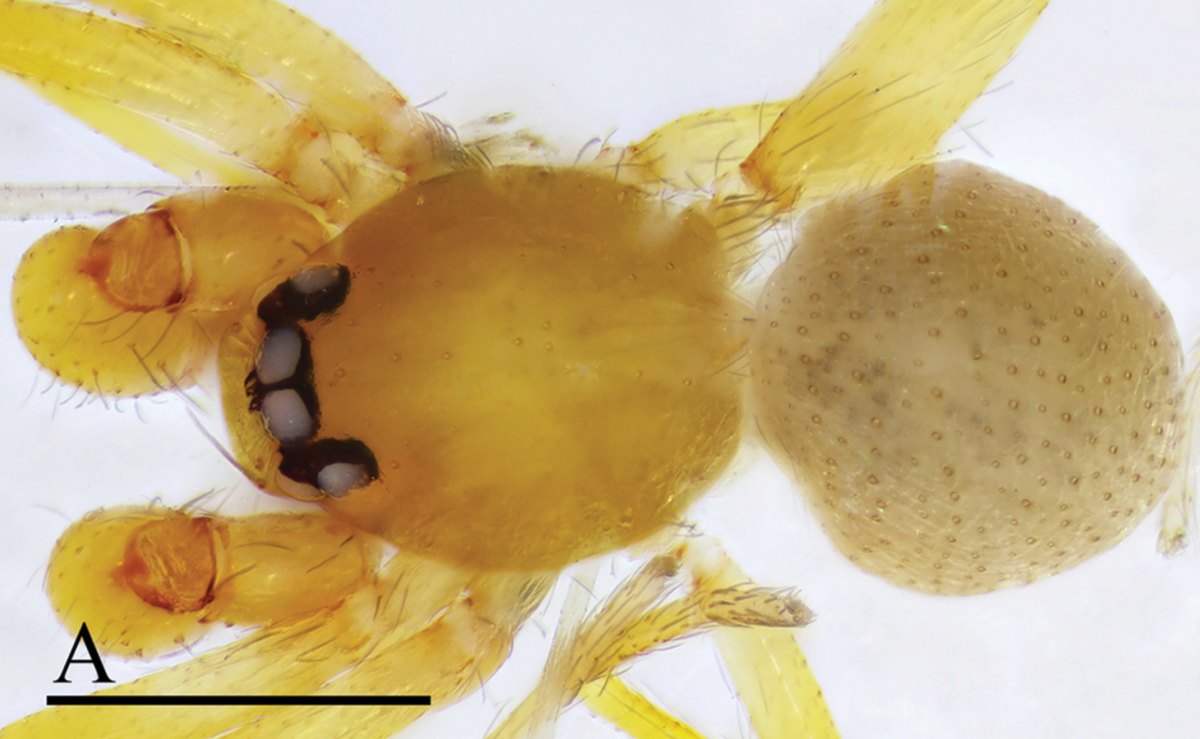 The new species are smaller than a grain of rice, according to the study.
