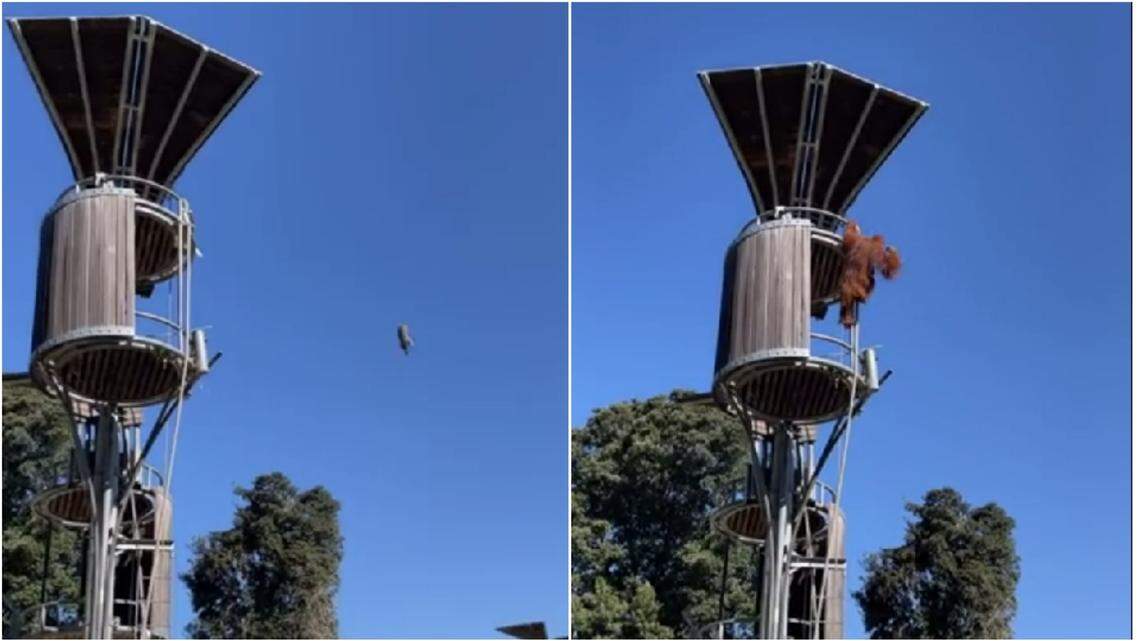An orangutan found a possum in its treehouse bed and forcefully tossed the unwanted visitor out of the enclosure at a zoo in Australia, a video shows.
