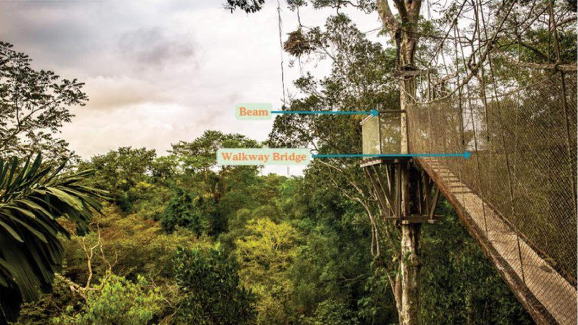 Scientists set up trail cameras near a canopy walkway in Peru and recorded several mammal species, including a “dwarf”-like creature, photos show.