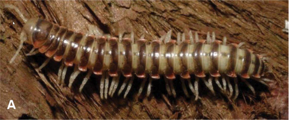 The xystodesmus fasciatus millipede is named for the distinct banding resulting from its pale gray and chocolate brown coloring. 