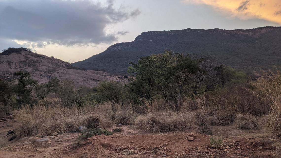 Scientists found a pregnant animal with a “painted” body on a cashew farm in Tamil Nadu and discovered a new species, a study said.