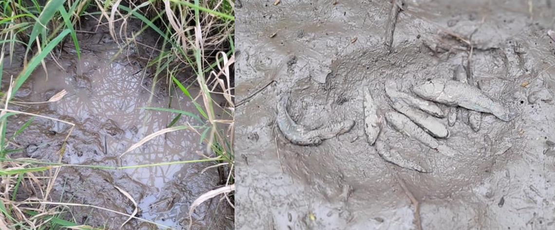 The new species was discovered in June 2023 as the wetlands of Chaco National Park were drying up, according to the study.