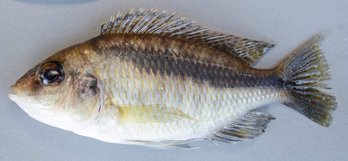 A male Mylochromis durophagus soon after being caught.
