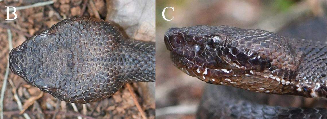 The head of an Ovophis zhaoermii, or Guanyinshan mountain pit viper.