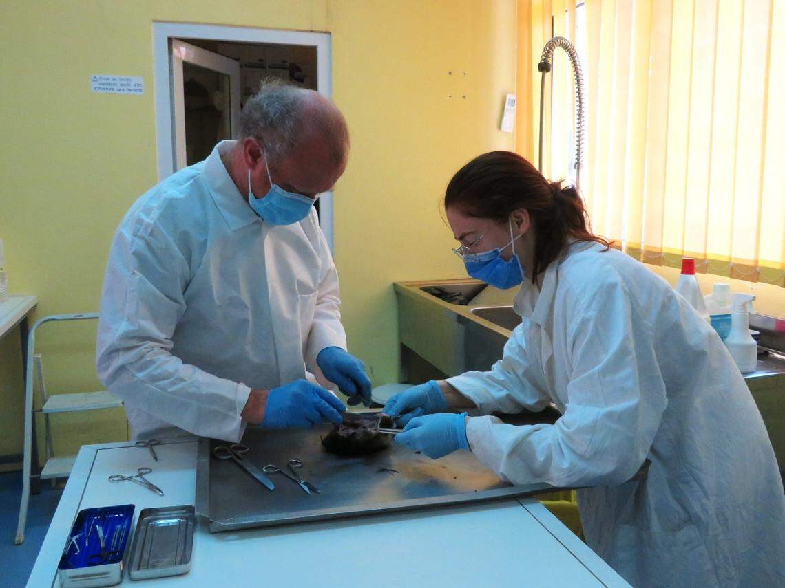 Scientists study an armadillo at a lab in French Guiana.