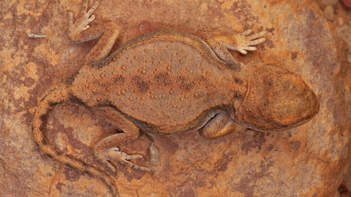 The lizards were seen “running a short distance before crouching and pulling their limbs into their body to expertly mimic a pebble,” researchers said.