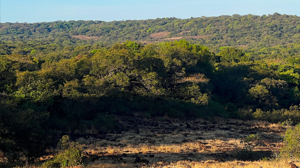 Scientists found a small animal with “large” spikes lurking under a rock in India and discovered a new species, a study said.